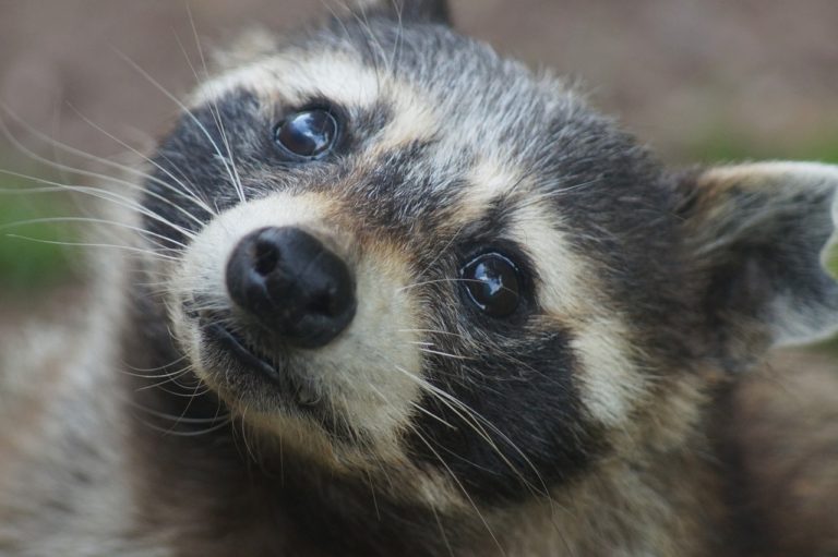 raccoon, animal, head